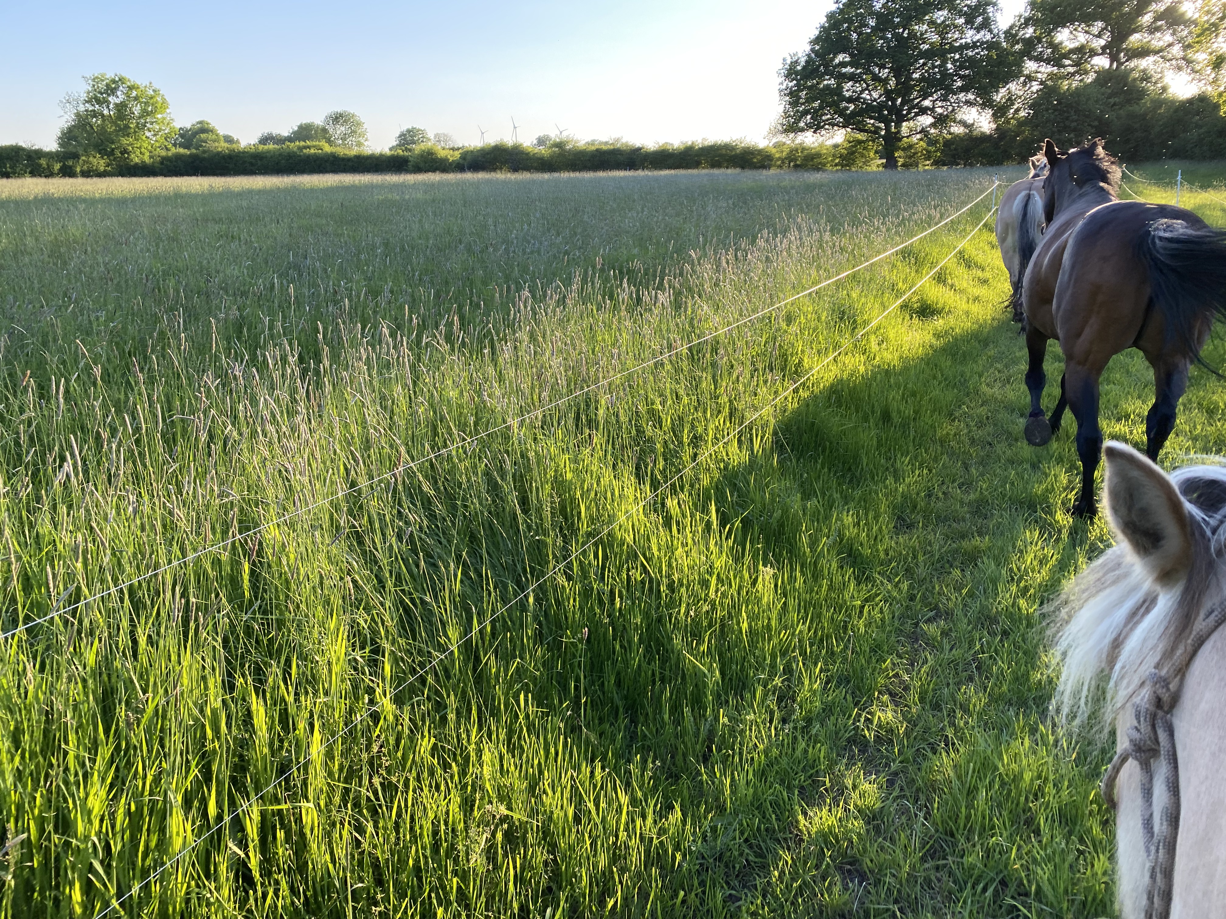 Pferde auf dem Paddock-Trail